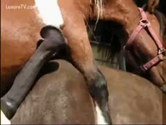 Zoo sex movie featuring a guy helping his horse cum